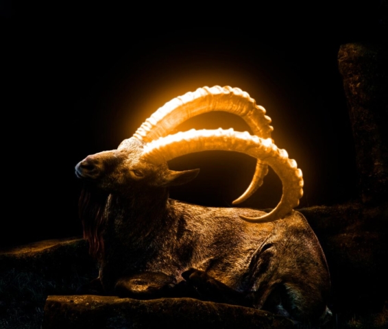 Fotomanipulation af ged med lysende horn