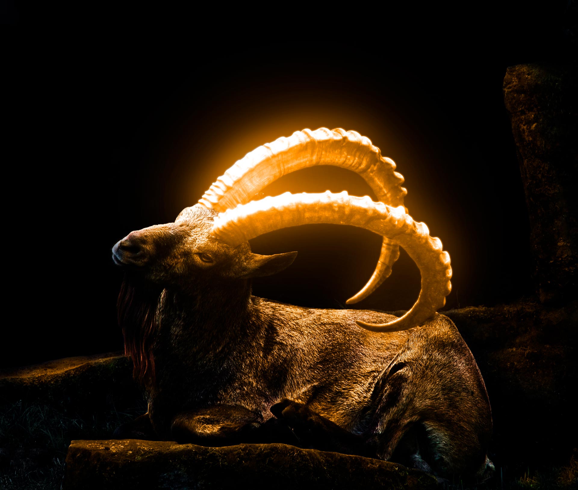 Fotomanipulation af ged med lysende horn